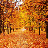 Zoom Workshop September 18, 2027 - Enjoying Nature - Fall