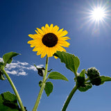 Zoom Workshop July 17, 2027 - Enjoying Nature - Summer